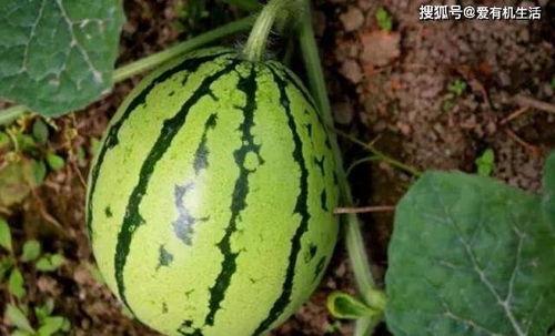 孕妇梦见在瓜地里摘瓜吃,孕妇瓜地摘瓜，预示着甜蜜孕育与丰收喜悦