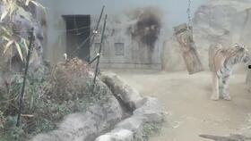 马戏团老虎吃瓜,老虎吃瓜背后的真相揭秘