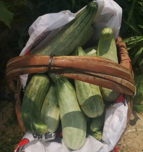 带我吃瓜视频,带你领略“带我吃瓜”视频的独特魅力