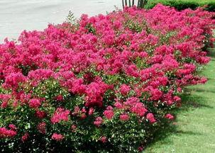 网红厥类盆景,自然之美与艺术融合的绿意盎然