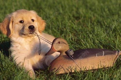 狗吃蓝瓜好吗,健康与风险并存