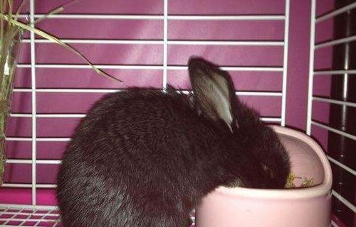 兔子吃蛇瓜吗,揭秘动物饮食之谜