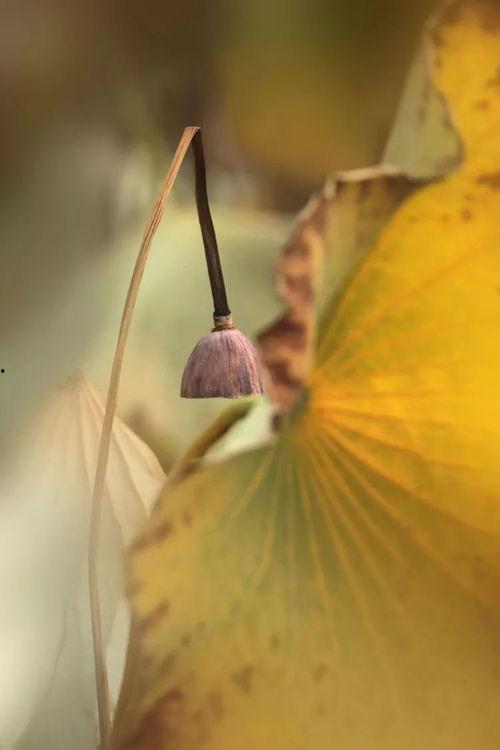 今日头条残荷图片,岁月静好时