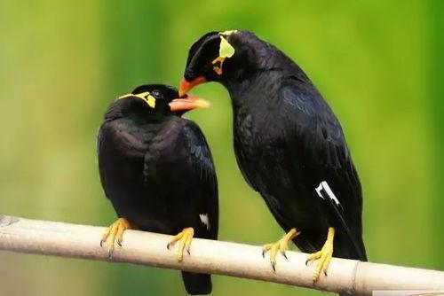 鹩哥鸟吃哈密瓜,鹩哥鸟的哈密瓜美食之旅